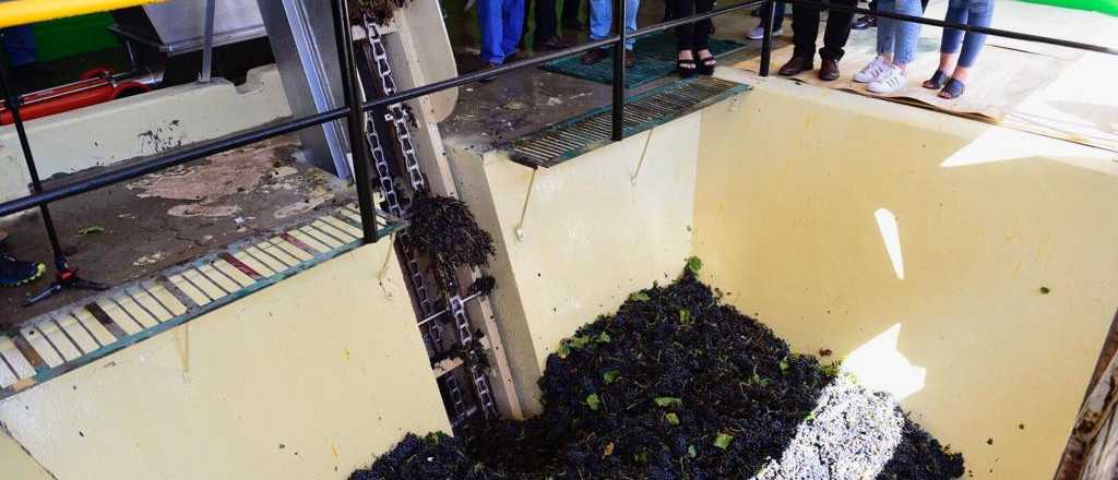 PEVI: aument&oacute; 30% la contribuci&oacute;n de productores y bodegas