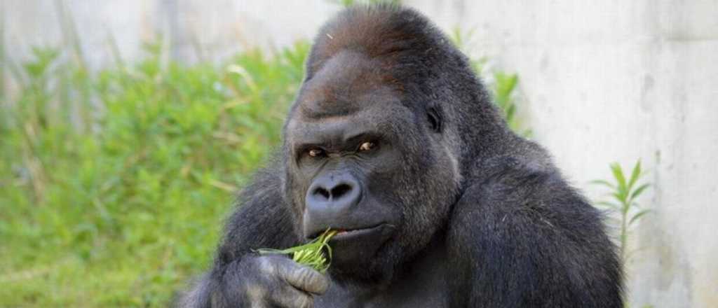 Creen haber visto un gorila suelto en San Luis y lo busca la policía