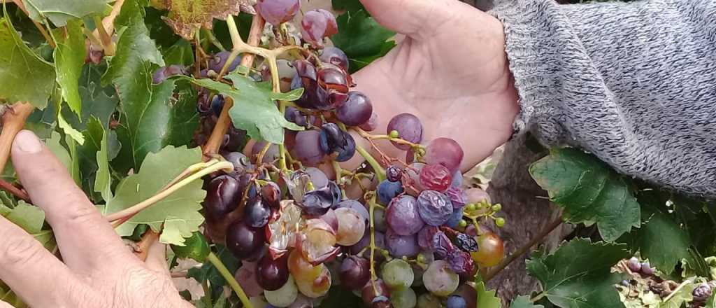 La tormenta en San Mart&iacute;n destroz&oacute; el 50% de los cultivos