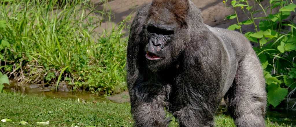 En San Luis dejaron de buscar al gorila pero aparecieron nuevas huellas