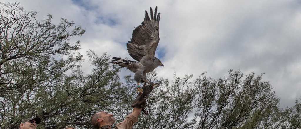 Un águila rehabilitada en un ecoparque porteño fue liberada en Mendoza