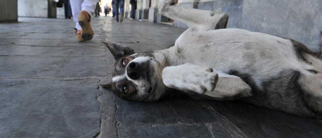 Sólo está castrado el 30% de los perros callejeros mendocinos