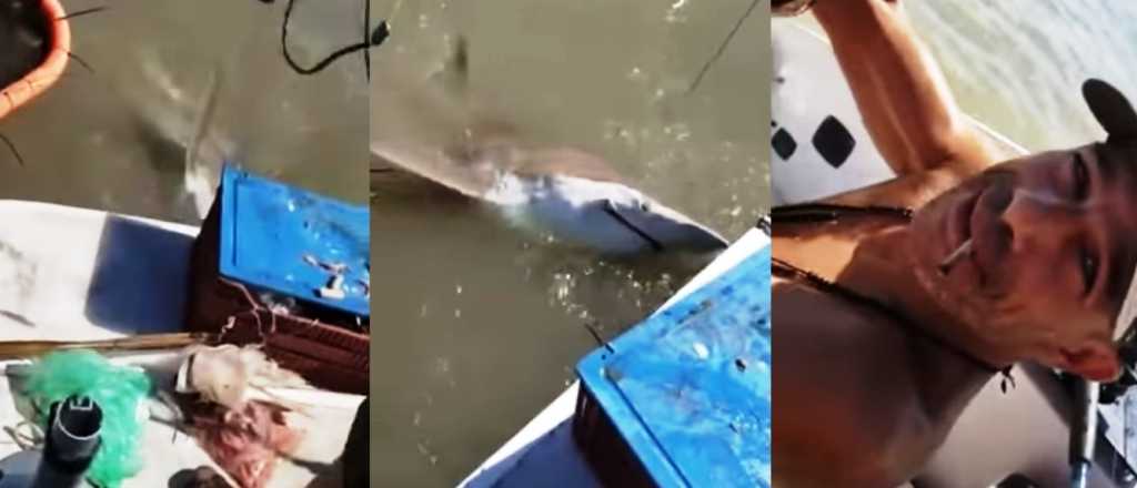 Video: pescadores de Bahía Blanca mataron de un tiro a un tiburón