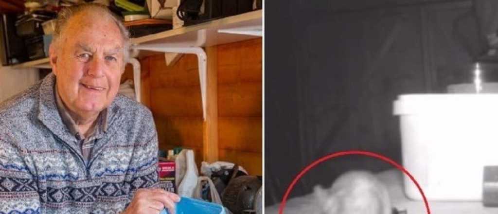 Viral: un jubilado descubri&oacute; que un rat&oacute;n le ordena el taller