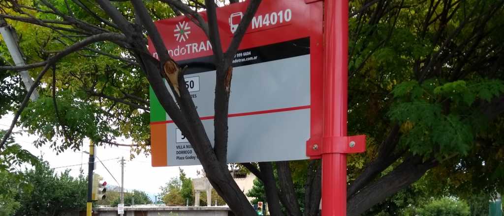 Colocaron una parada del Mendotran entre las ramas de un &aacute;rbol