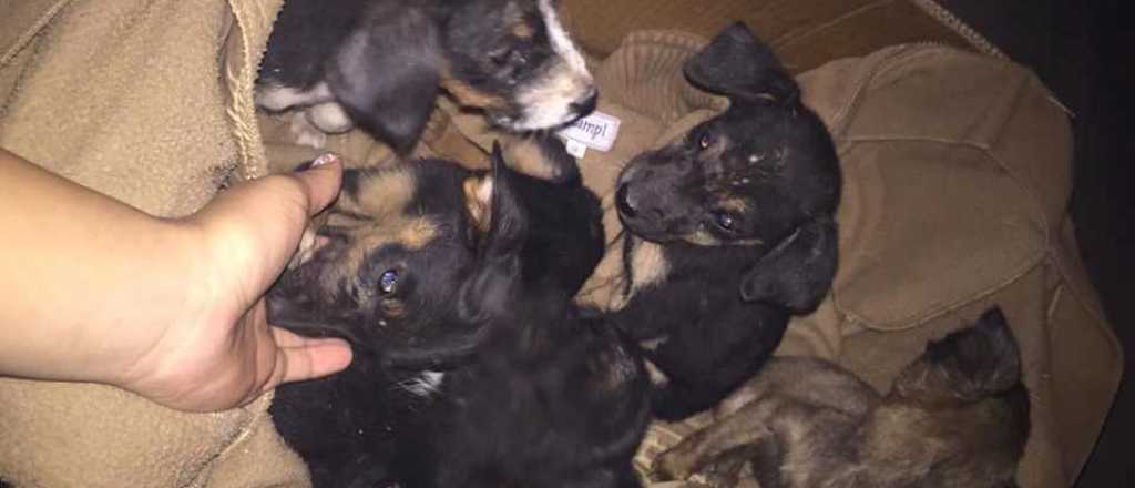 Abandonaron a cinco cachorritos en un pozo en Maipú y los rescataron