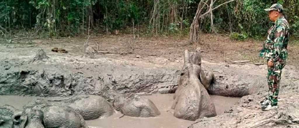Video: emocionante rescate de seis elefantes en Tailandia
