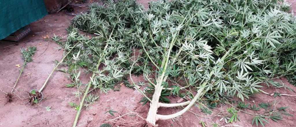 Cayó con un pato, cocaína y marihuana en El Algarrobal