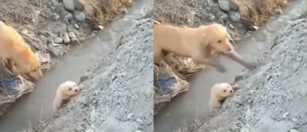 Video: una perra salvó a su cachorro de caer a un río