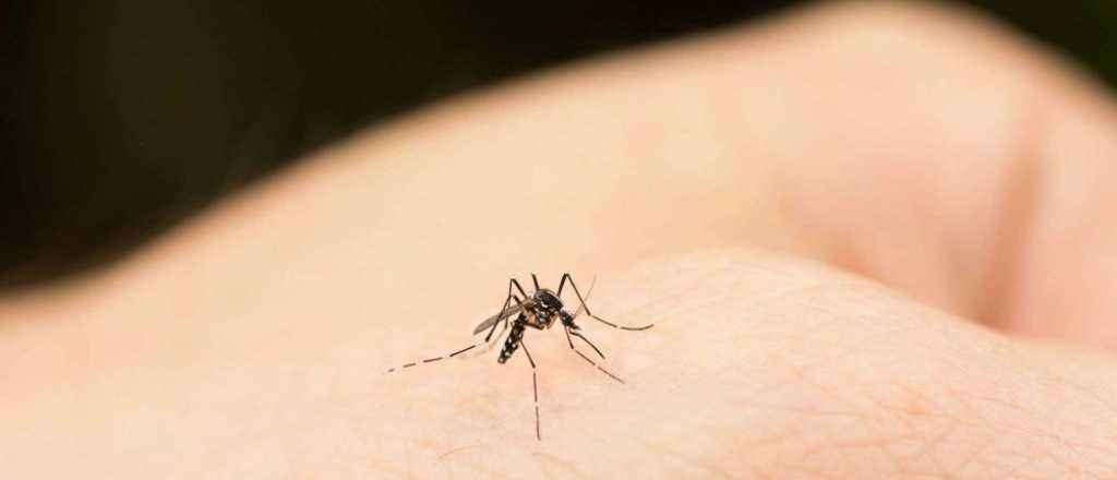 Estudio reveló que los mosquitos no trasmiten Covid-19