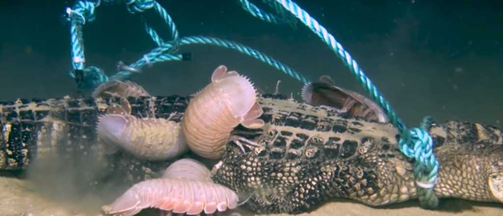 El experimento que mostr&oacute; como unas raras criaturas devoran un cocodrilo
