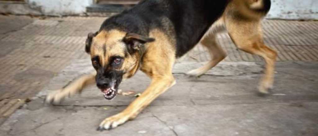 Polémica: sacrificaron a un perro que mordió a una mujer en San Rafael