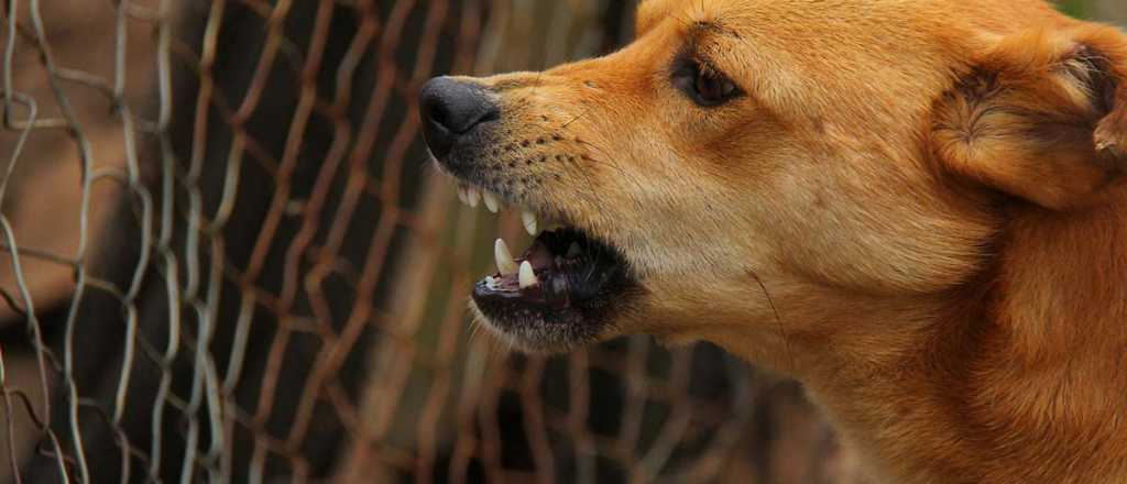 Proponen esterilización masiva para eliminar los perros callejeros en Mendoza