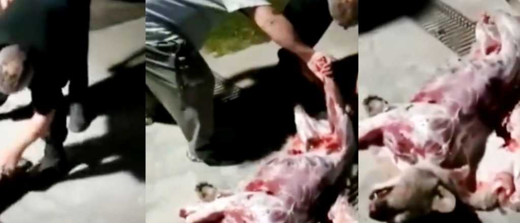 Videos: oficial de Defensa Civil maltrató a un perro y faenó a un puma