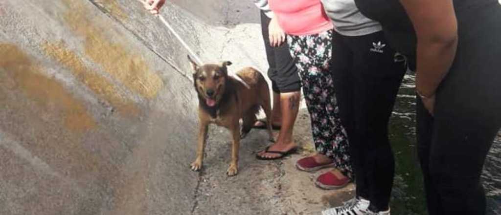 Vecinos rescataron a una perra que estuvo atrapada en el Zanjón de Los Ciruelos