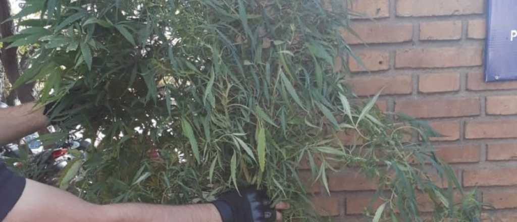 Detuvieron a un hombre que tenía dos plantas de marihuana en Godoy Cruz
