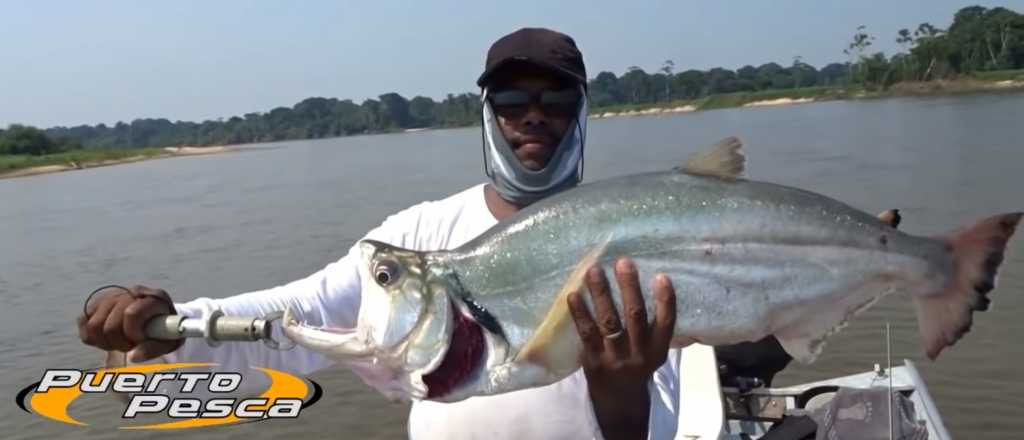 Video: a la b&uacute;squeda del ex&oacute;tico Amur Blanco en Mendoza