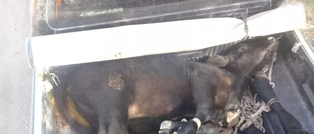 Un ladrón robó dos vacas en San Rafael y lo atraparon
