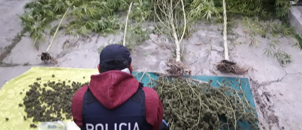 En lo que va del año, la Policía secuestró 600 plantas de marihuana en Mendoza