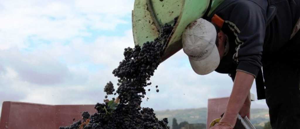 El plan para reemplazar el azúcar con mosto de uva: la apuesta de ACOVI