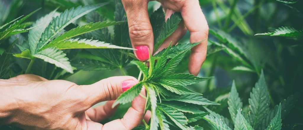 Cannabis medicinal: "Las primeras en llegar fuimos las más desobedientes"