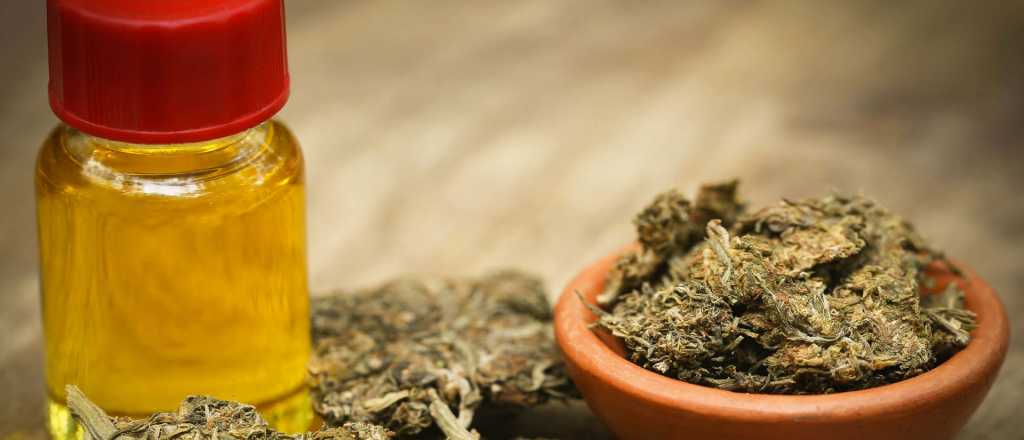 Cannabis medicinal: permitirán autocultivo y venta de aceites