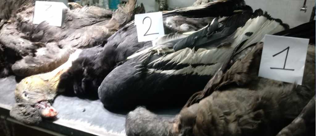 Alerta en Malarg&uuml;e por tres c&oacute;ndores muertos