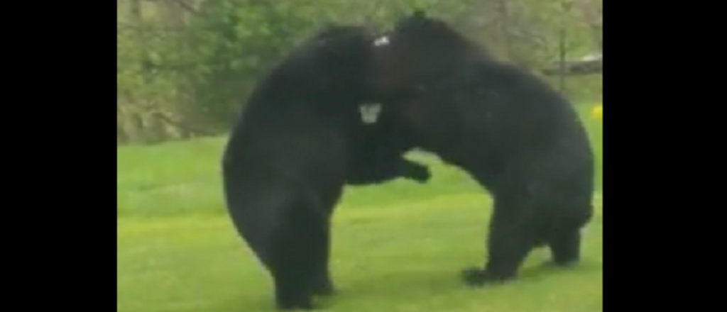 Video: incre&iacute;ble pelea en el patio de su casa