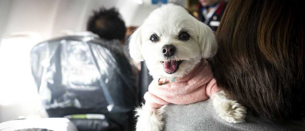 Lanz&oacute; una campa&ntilde;a para juntar a los emigrados con sus perros