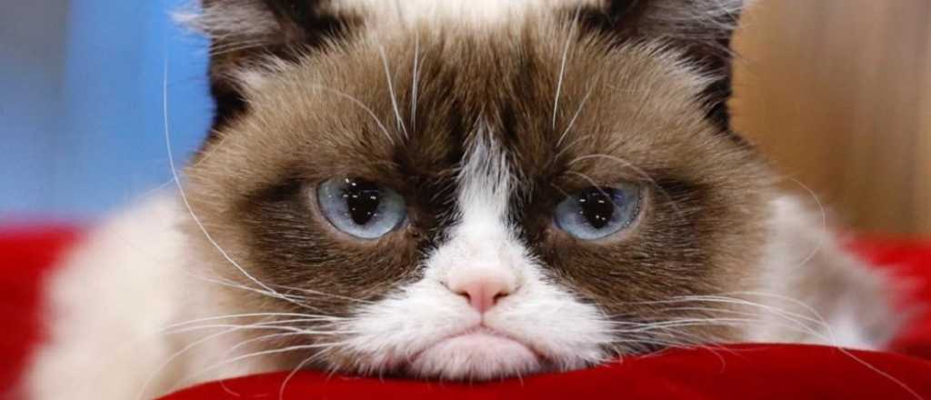 Murió "Grumpy Cat", la gata más famosa de internet