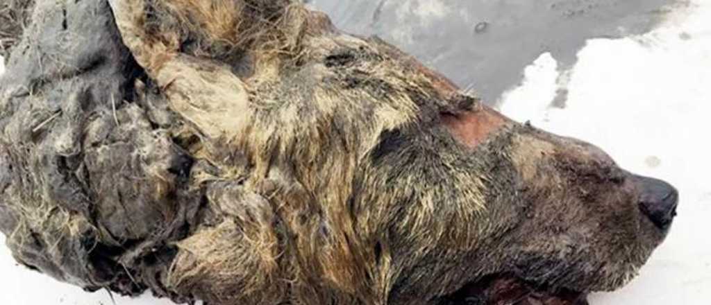 Encontraron una cabeza gigante de un lobo que vivió hace 40.000 años