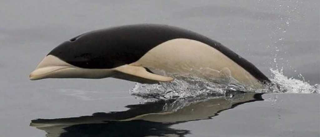 Fotografiaron un extraño delfin en el sur de Chile