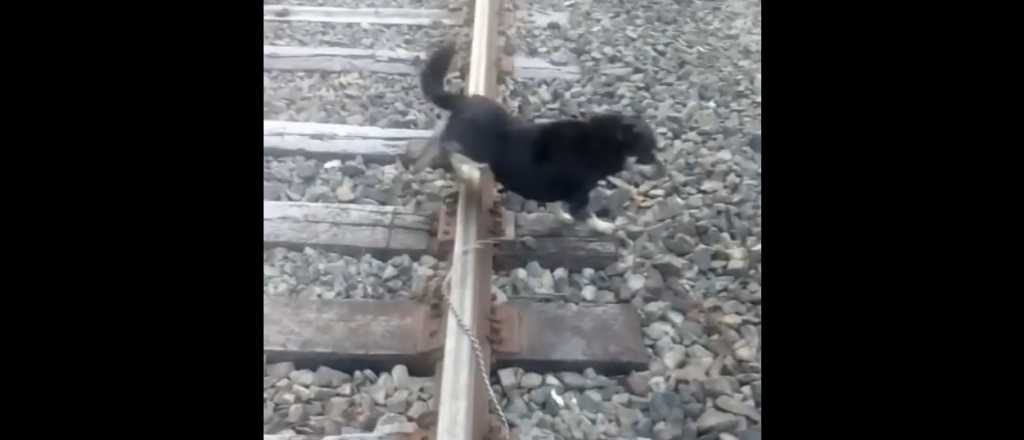Video: dejaron atado a un perro en las vías del tren y un maquinista lo salvó