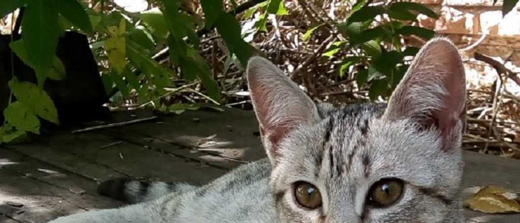Buscan una gatita perdida en Maipú