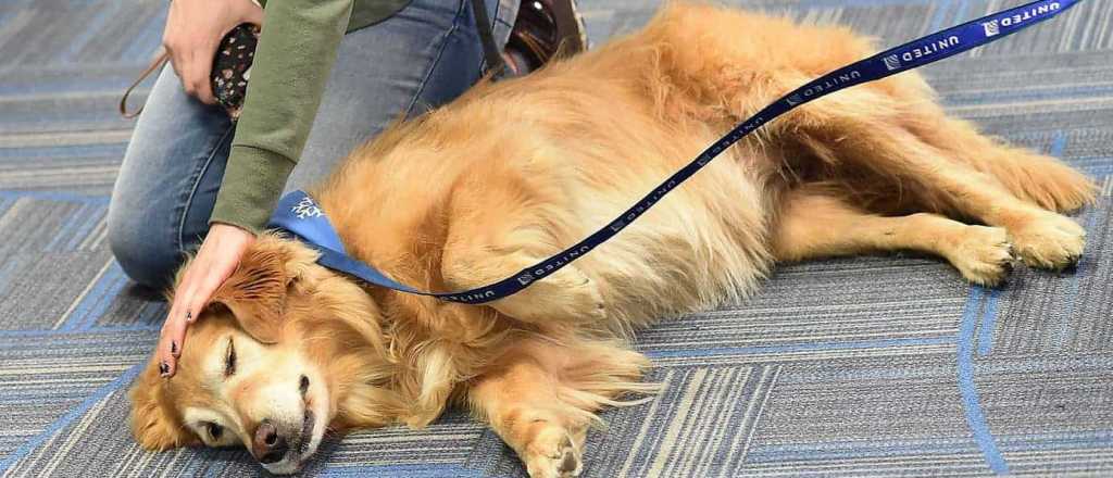 C&oacute;mo reanimar a tu perro cuando tiene un paro card&iacute;aco