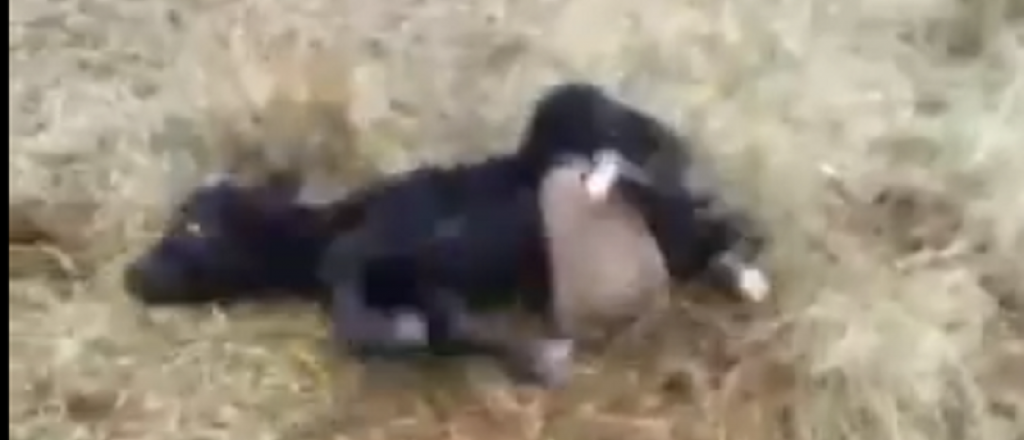 Video: filmaron a un depredador silencioso atacando a un ternero 