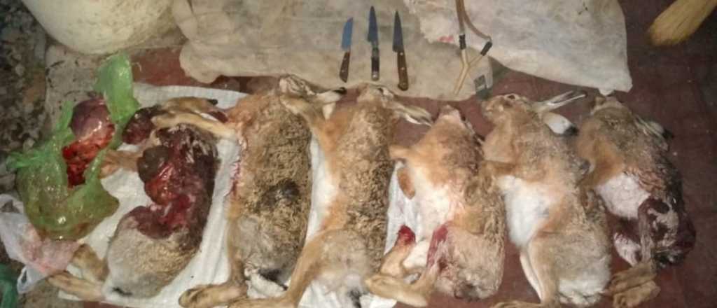 Cuatro detenidos por cazar liebres en el Valle de Uco y Sur mendocino