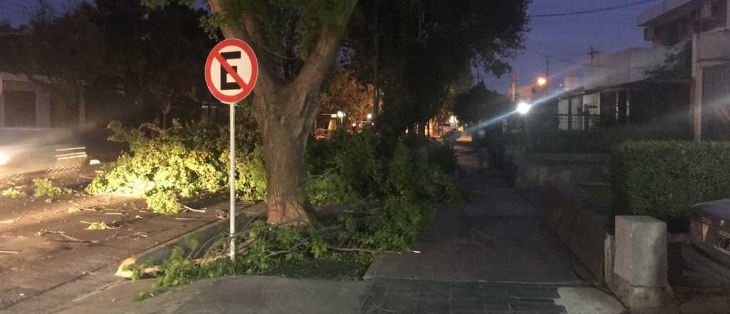 Un hombre murió aplastado por un árbol que derribó el Zonda en Guaymallén 