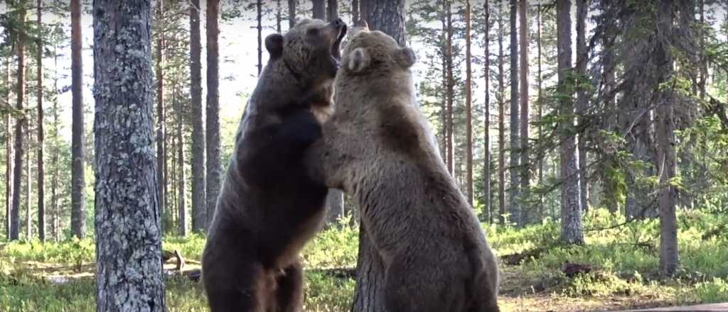Video: se escondió y logró filmar "la mejor pelea de osos" 