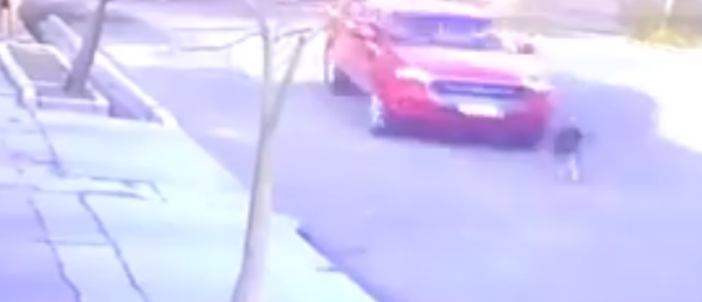 Video: consternación por conductor que arrolló intencionalmente a un perro