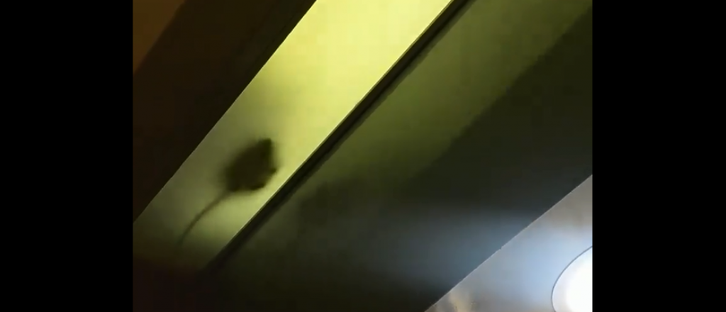 Video: rata asqueó a todos en una conocida estación de servicio del centro