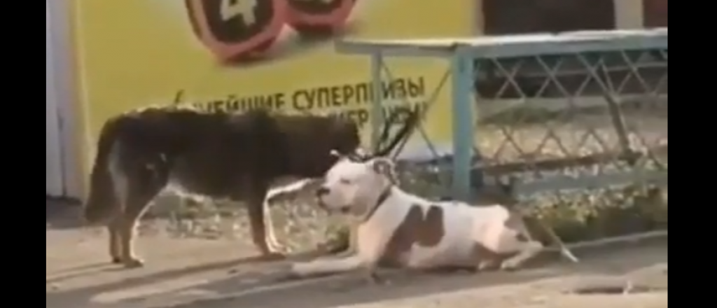 Video: un perro desató a otro de una reja y lo sacó a pasear