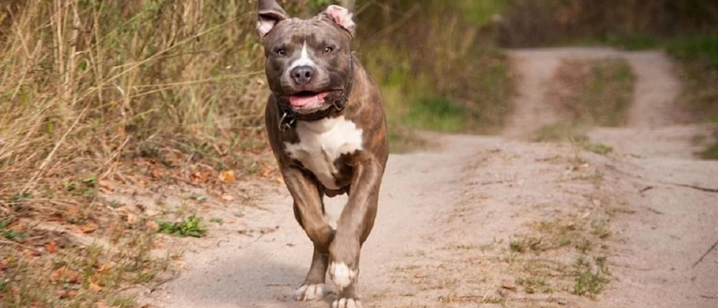 En San Martín, un perro atacó a una nena de dos años y le desfiguró el rostro