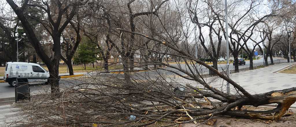 Defensa Civil realizó más de 870 intervenciones por el viento zonda