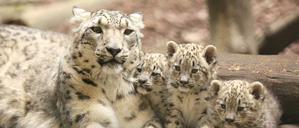 Video: filmaron a un esquivo animal, el leopardo de las nieves