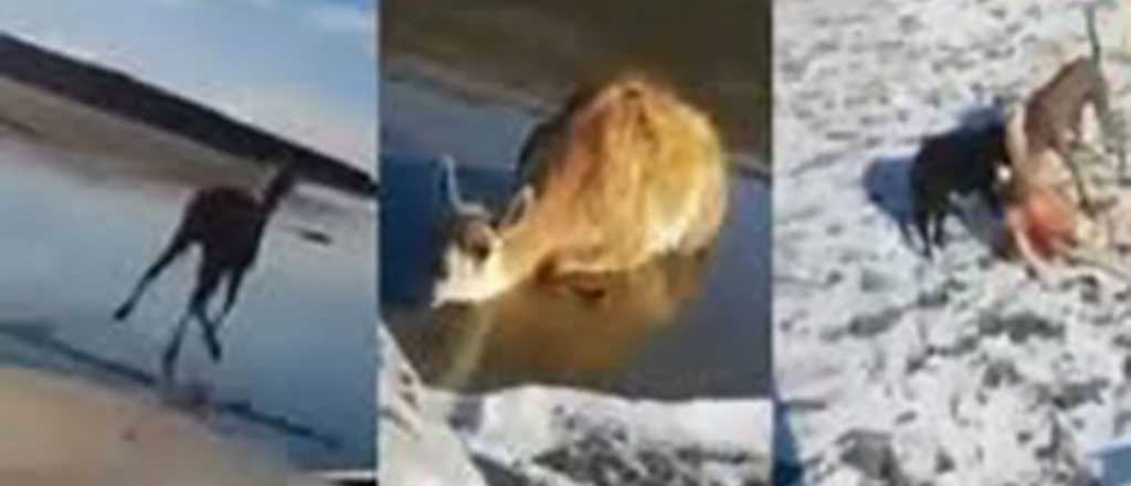 Video: dos jóvenes atropellaron a un guanaco por diversión