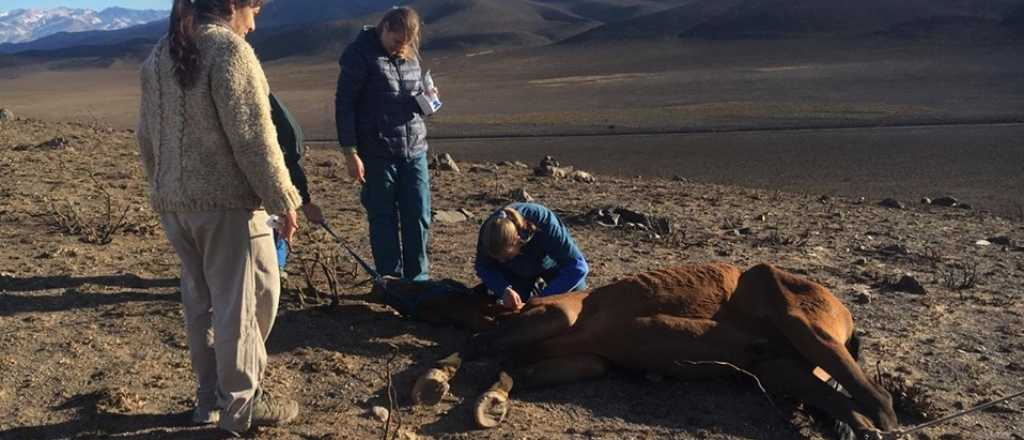 Así curan a los animales heridos por el fuego en Potrerillos