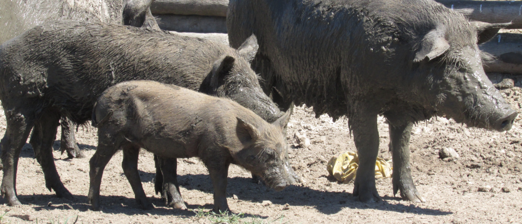 Detectaron triquinosis en vecinos de El Borboll&oacute;n 