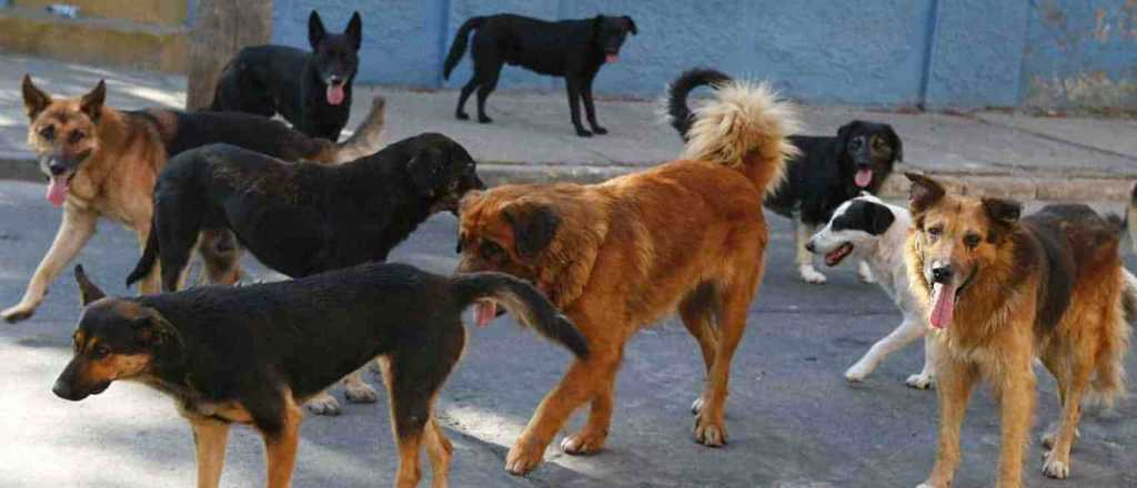 Misterio por 20 perros envenenados en Godoy Cruz 