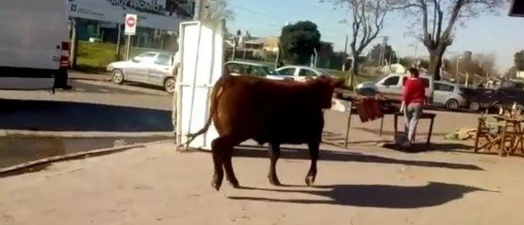 Un toro se escapó del matadero y embistió a una mujer parrillera